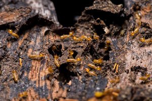 termites